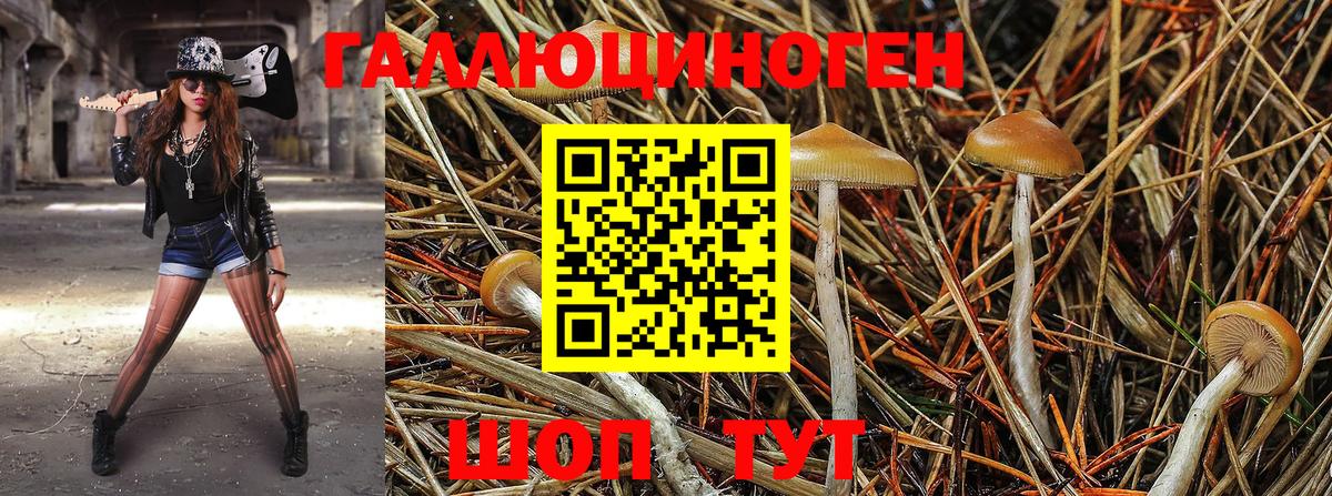 Красногорск  Псилоцибиновые грибы прущие грибы  Вход с VPN 